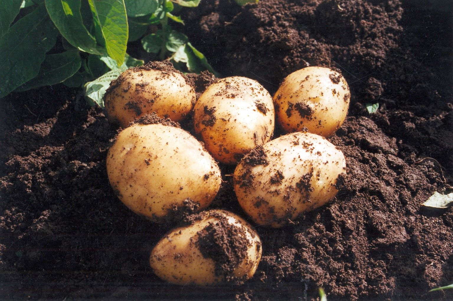 Comienza la recolección de Patata Nueva en Andalucía, de buena calidad y volumen similar a años anteriores