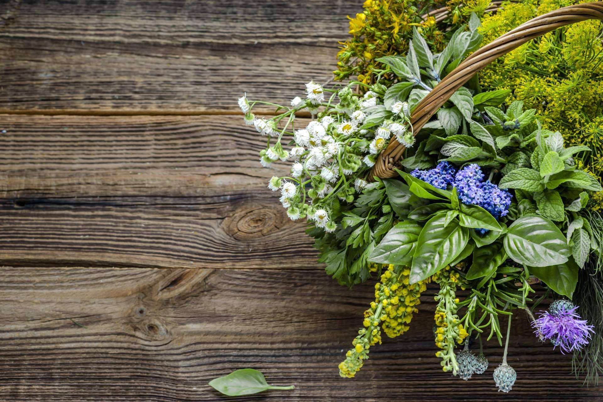 Los beneficios de las plantas aromáticas de calidad: Spirit Natura