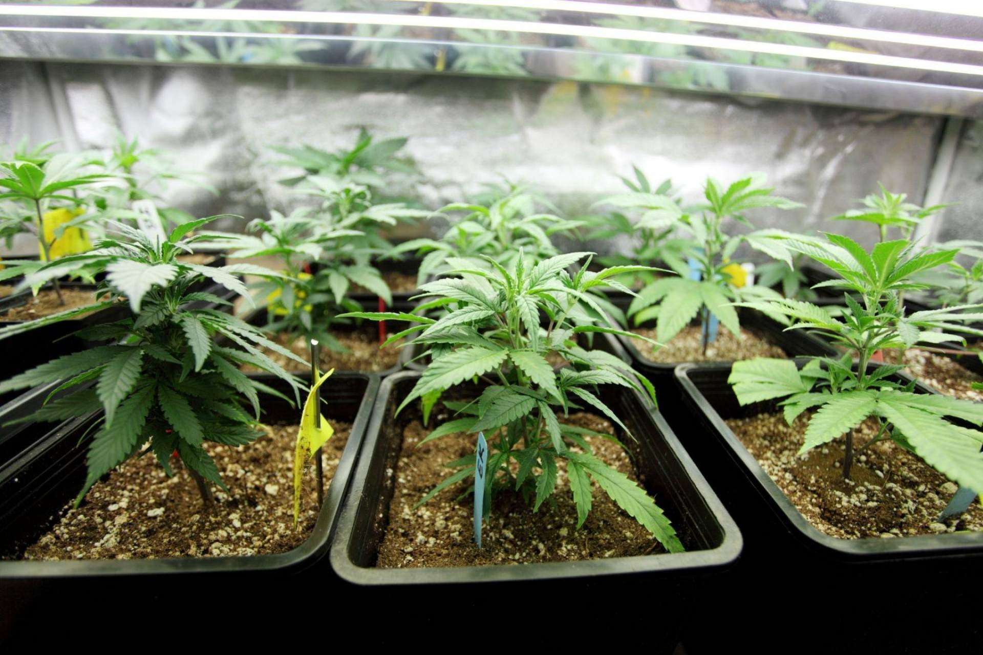 ¿Se puede comprar marihuana legal en España? De Pata Verde