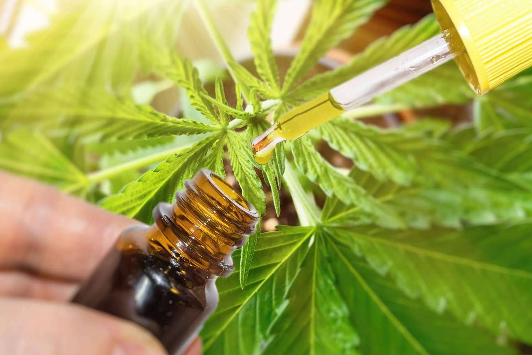 Legal Hemp y el CBD: problemática y ventajas