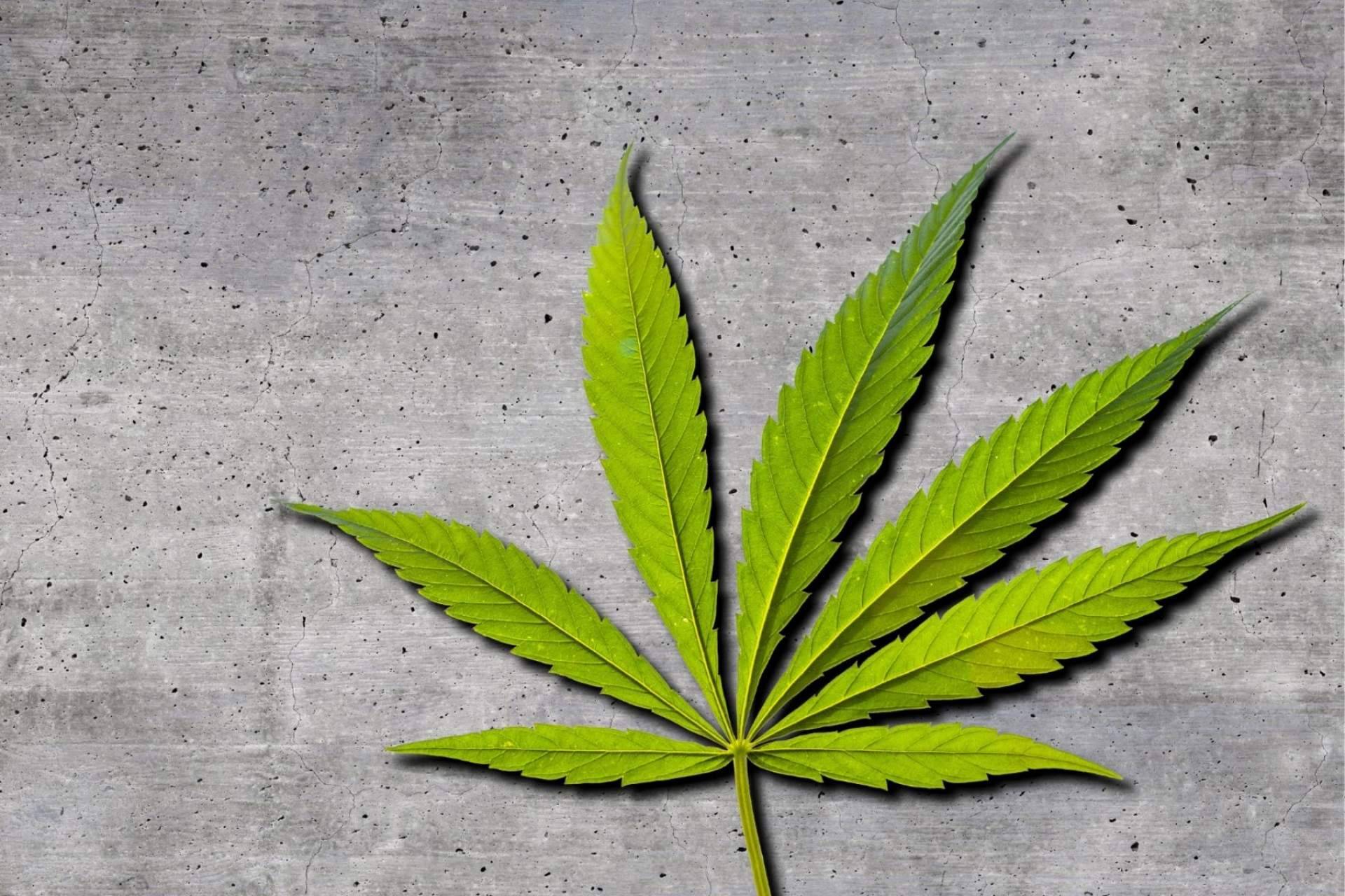 De Pata Verde: ¿Qué es el CBG?