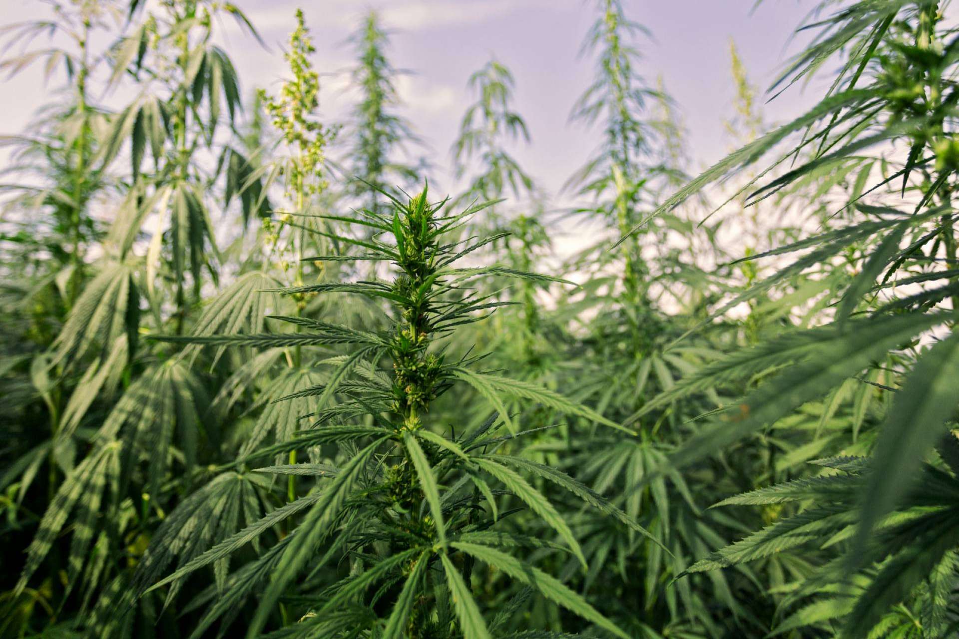 ¿Dónde comprar flores de CBD en España?