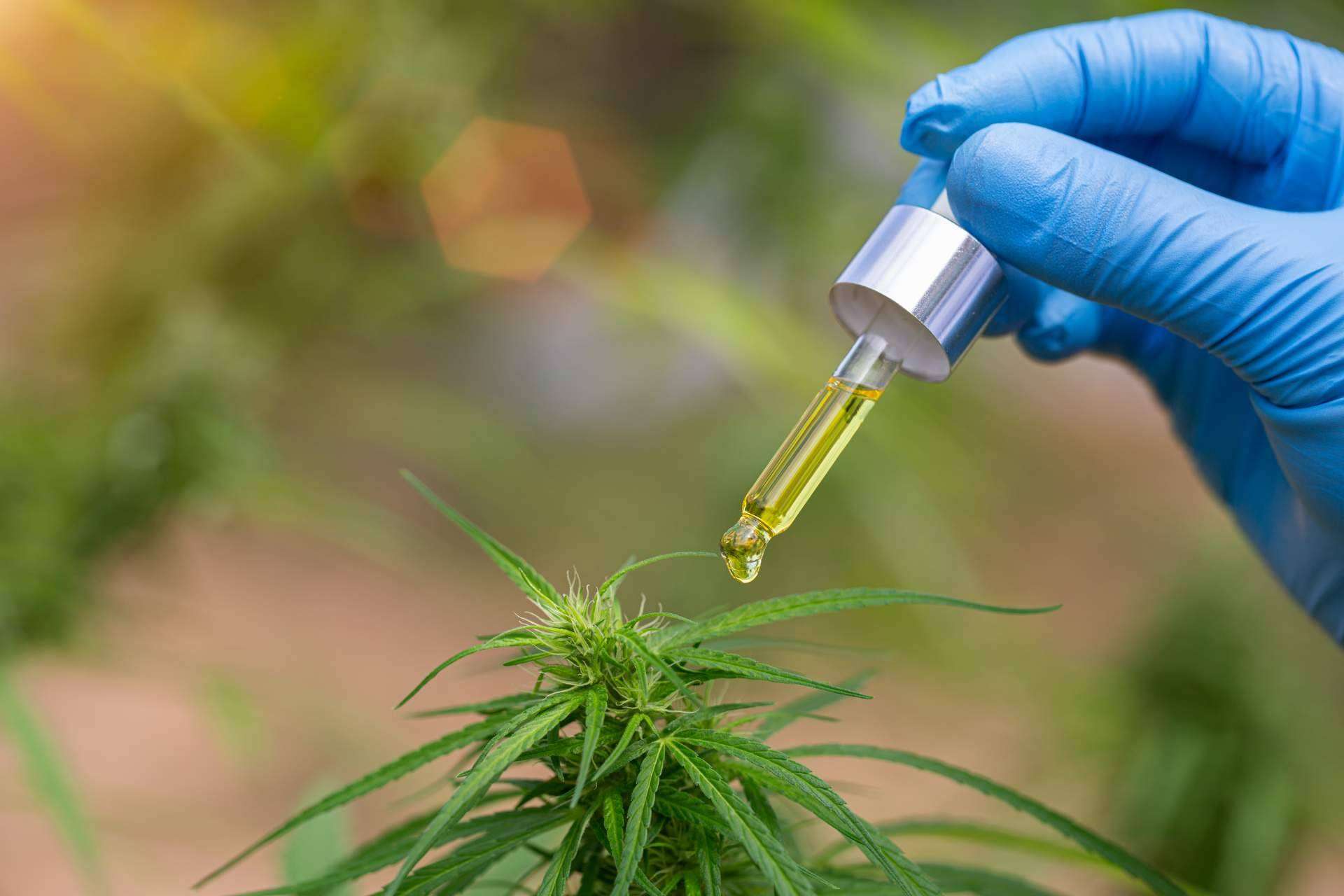 Legal Hemp ofrece cosmética natural a base de aceite CBD