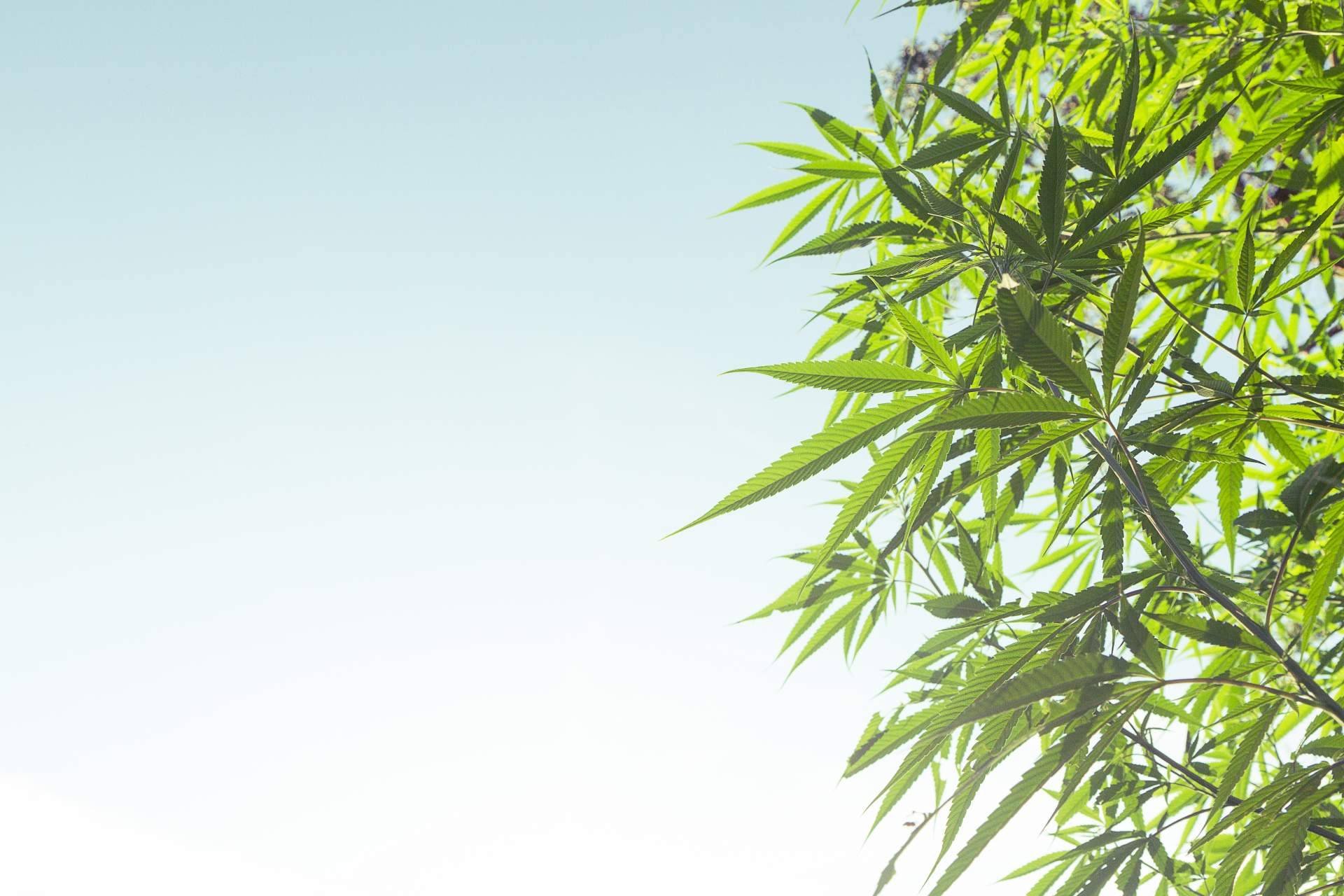 Grow shop, un negocio de franquicias en auge
