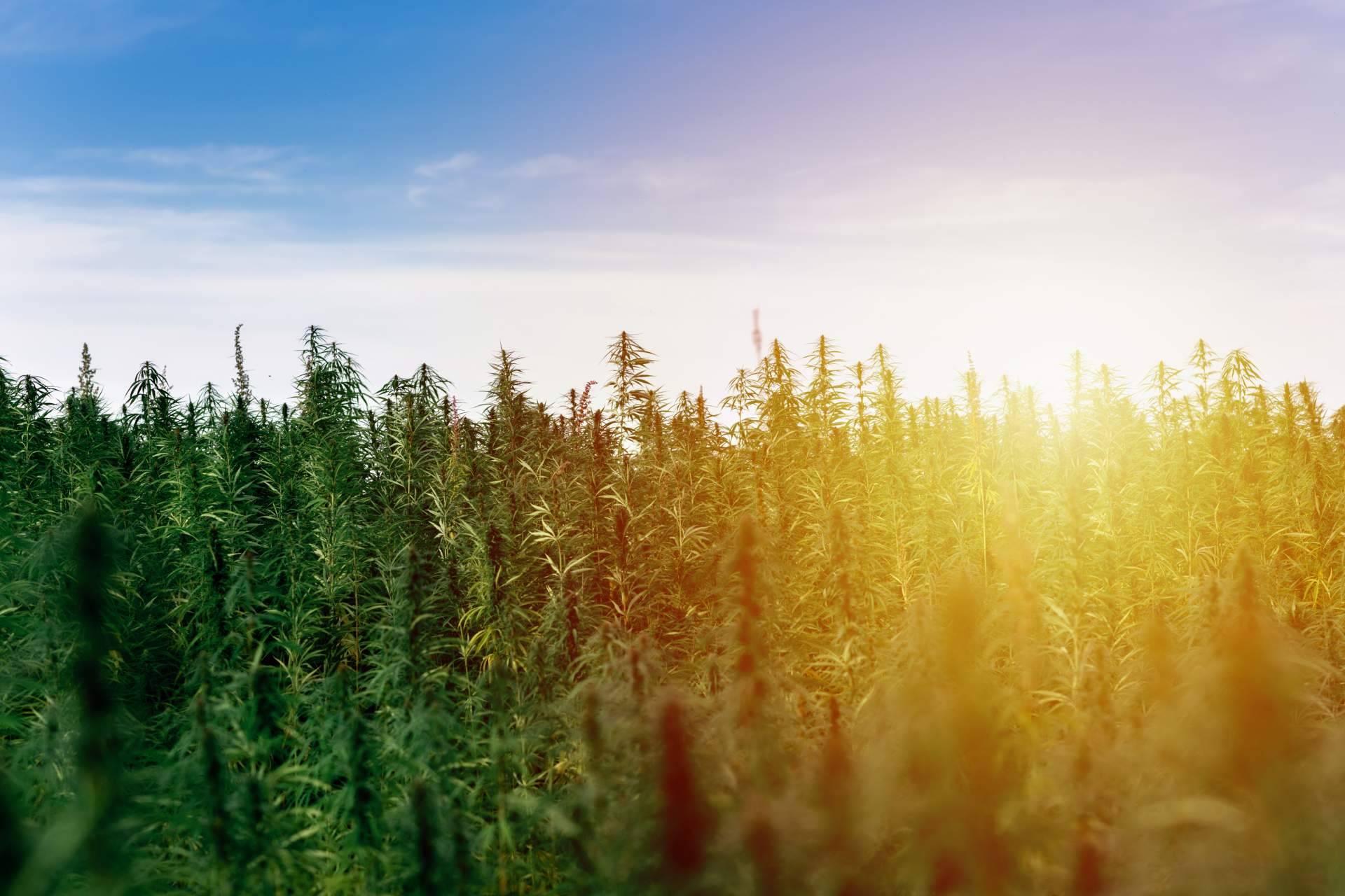 Abonos orgánicos para el cultivo de cannabis de Fertihouse