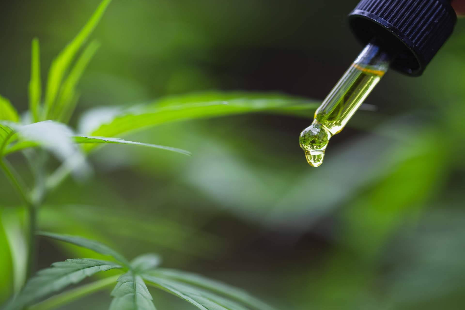 CANNABIDIET ayuda a calmar cualquier tipo de dolor físico