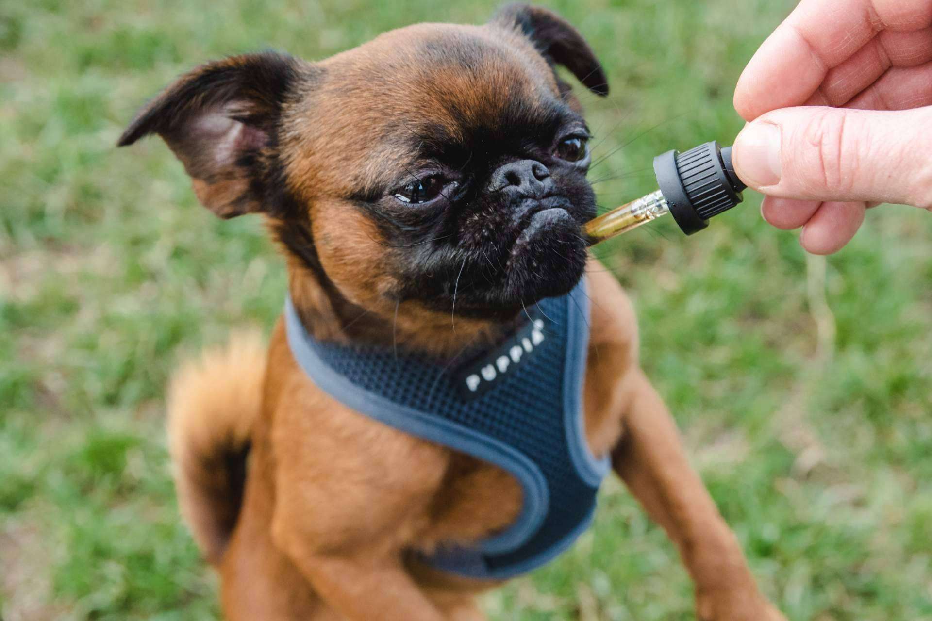 El CBD y sus beneficios sobre las mascotas