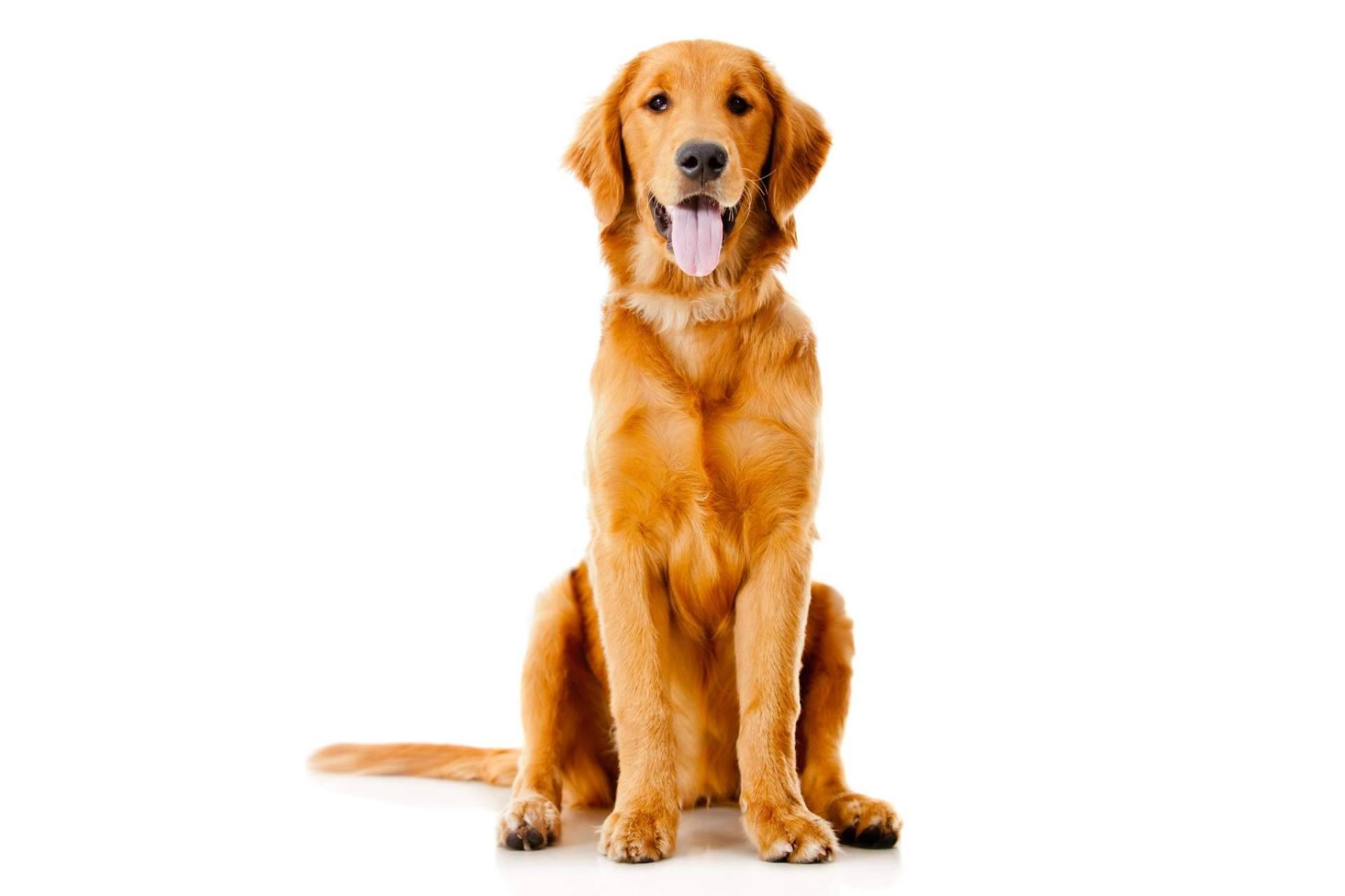 CBDrocks señala los beneficios del aceite de CBD para perros