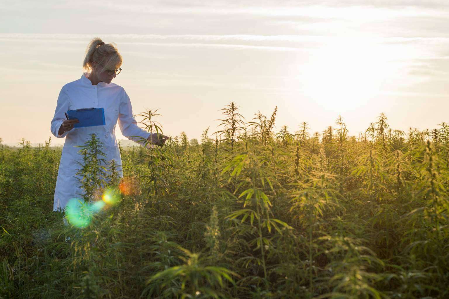 Iberian CBD sobre el cultivo de cáñamo en España