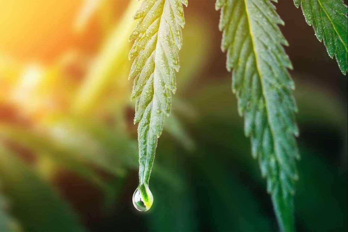 Polen, resinas y hash de La Mal Querida Sativa