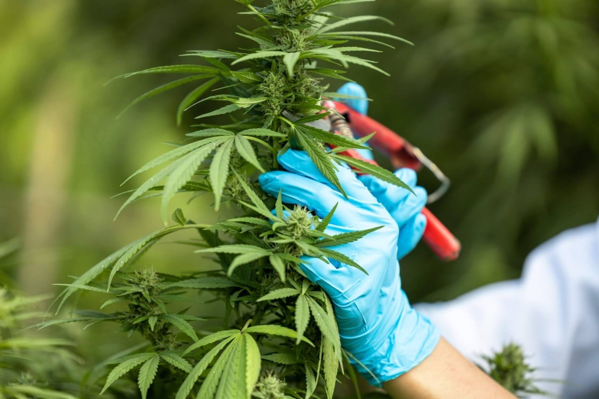 Las empresas interesadas en los cultivos de cáñamo en España cuentan con el asesoramiento de Iberian CBD