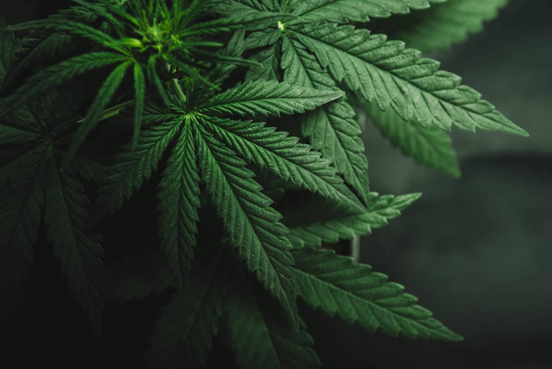 ¿Cuáles son los beneficios medicinales de la planta del cannabis?