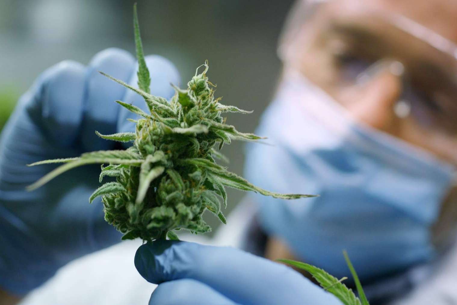 Cannabisbarcelona.com, una web educativa sobre el cannabis en Barcelona