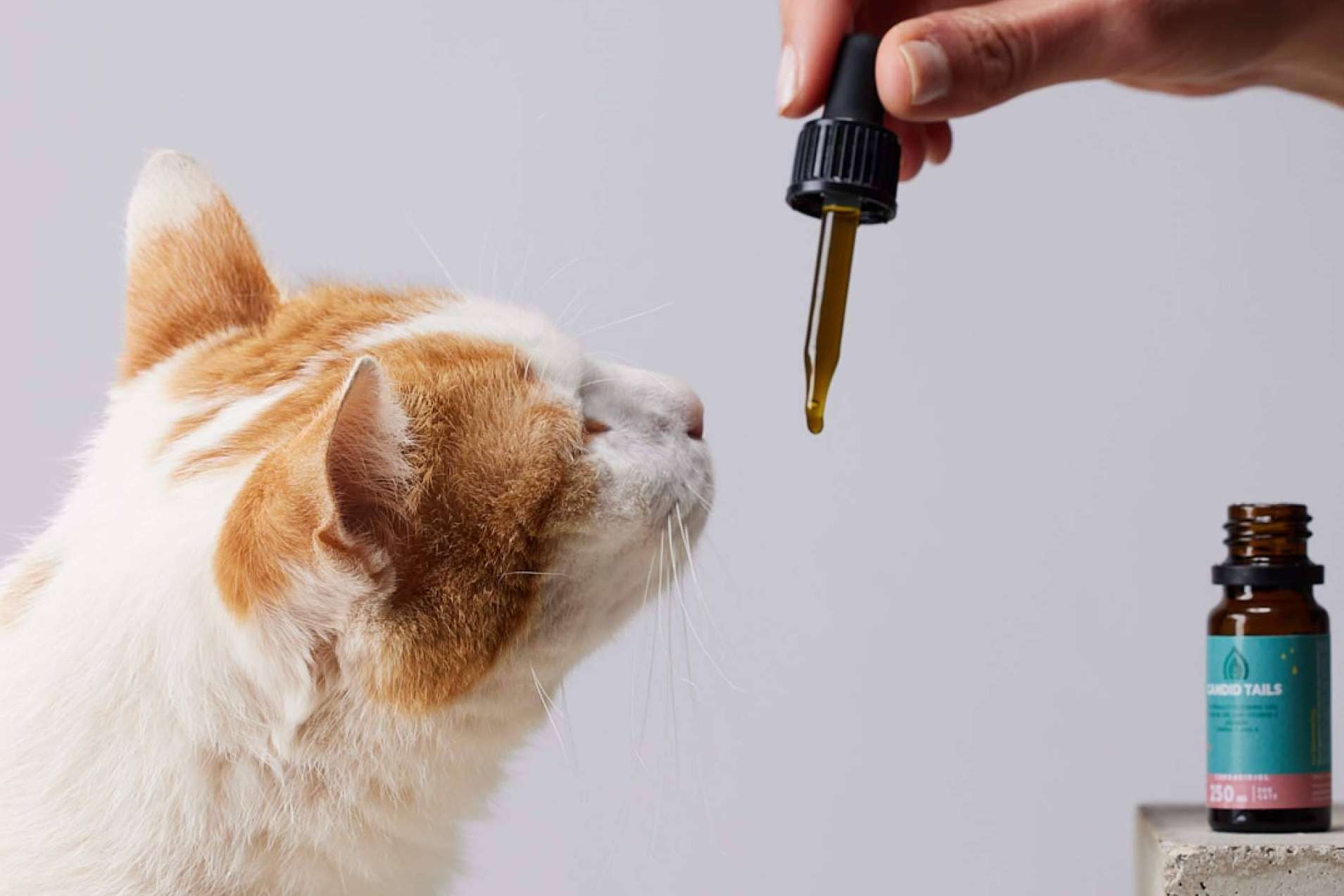 El cannabis para perros es una tendencia que ha ganado fuerza