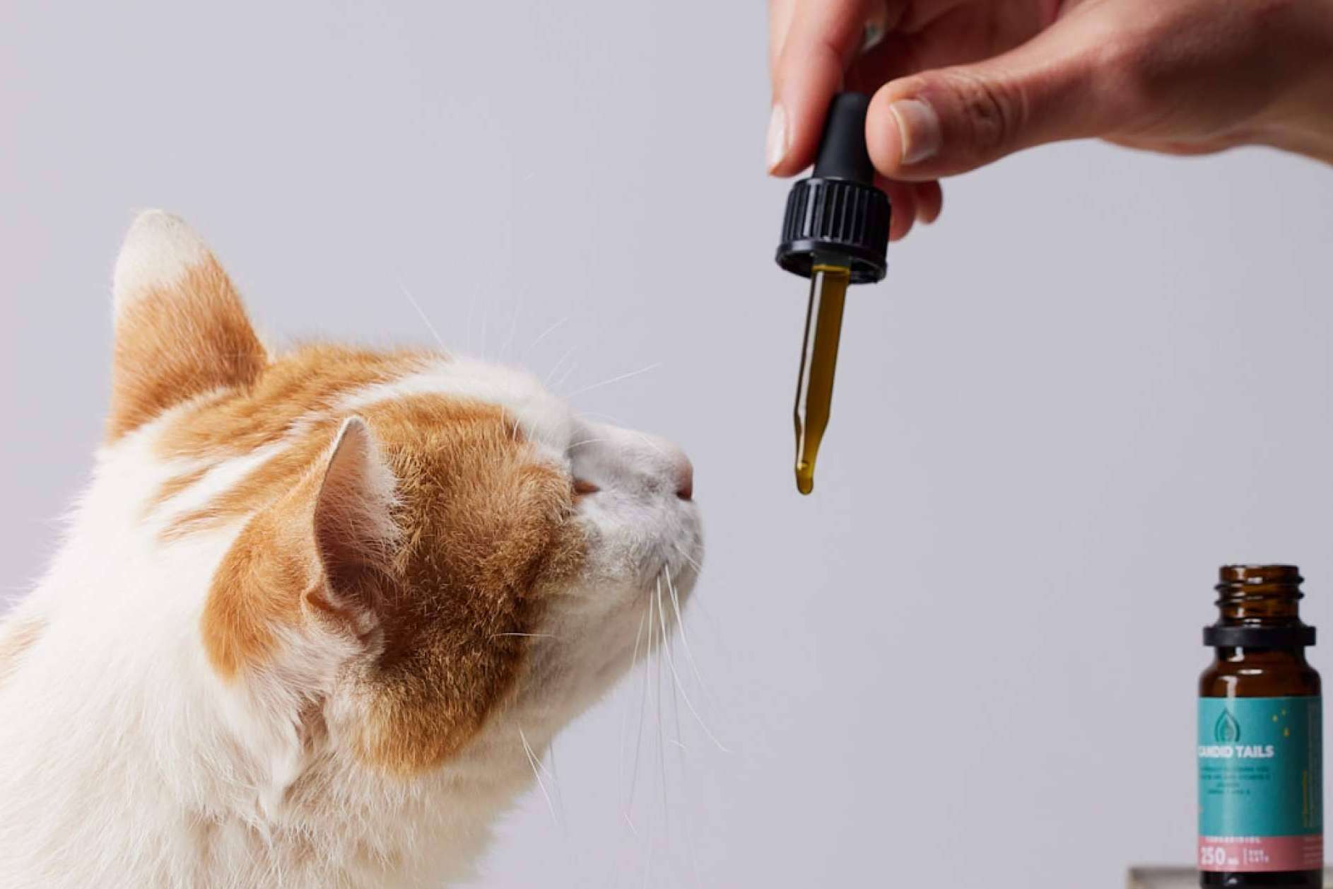 CandidTails y las ventajas del cáñamo con CBD para perros