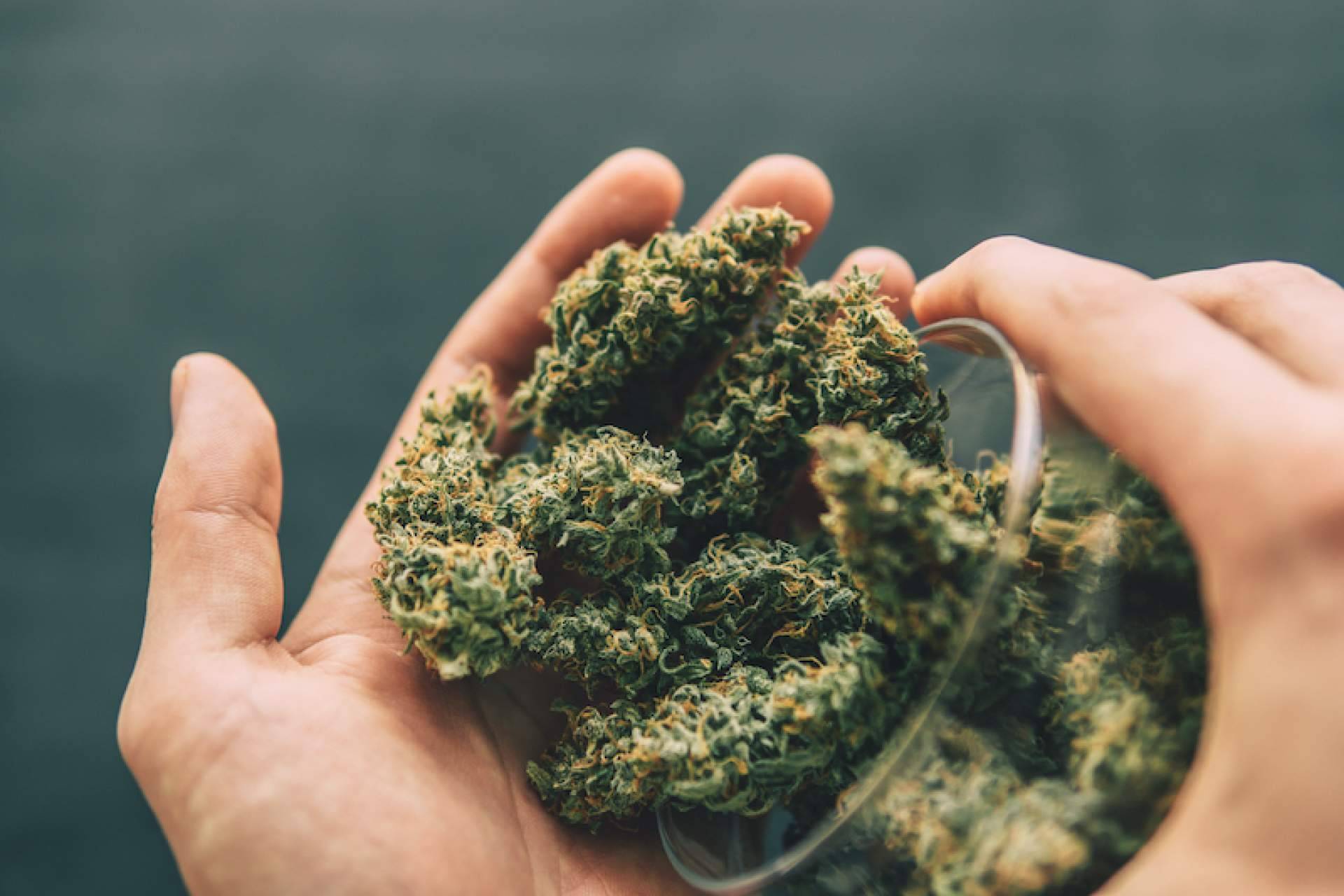 Las ventajas de comprar flores CBD, según Bee Products