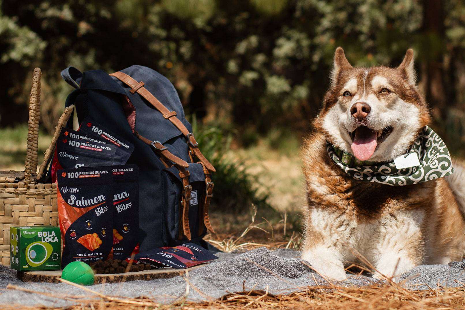 Waggys.pet ofrece premios naturales de CBD para mascotas