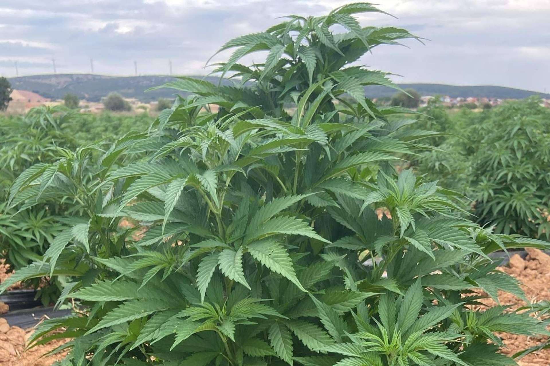 Cáñamo Industrial; Un Cultivo Sostenible y Multifacético