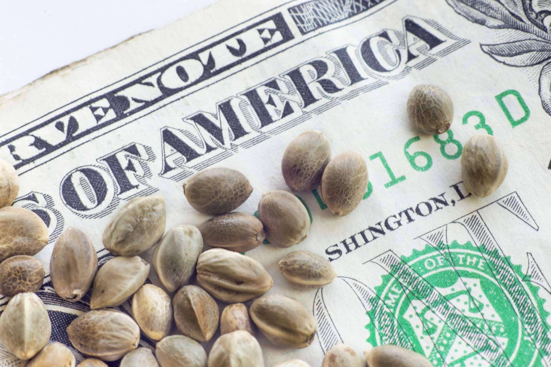 El floreciente sector de semillas de cannabis prevé superar los 6.500 millones de dólares en 2031