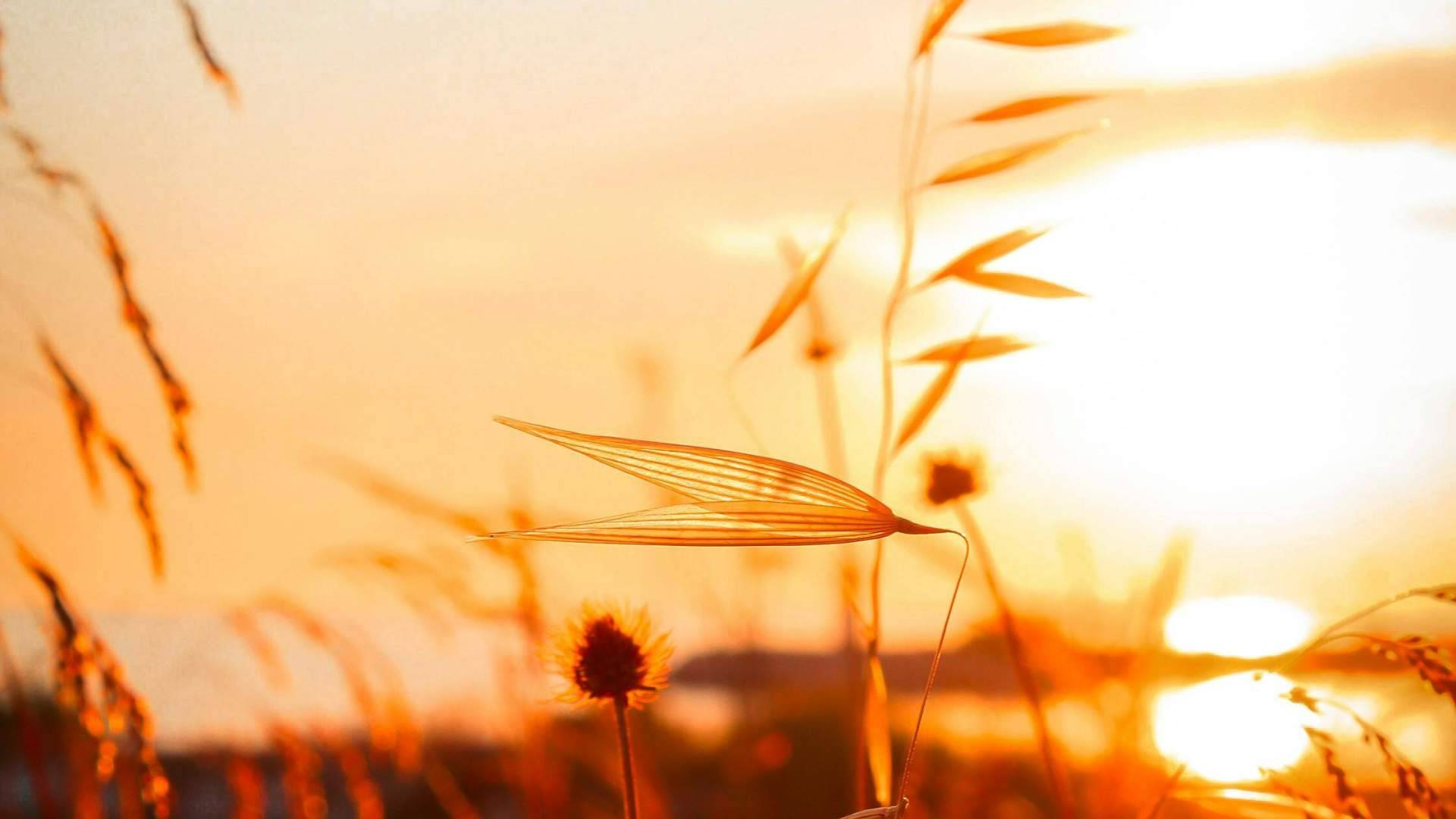 Cuando la primavera no termina; el impacto silencioso del clima en el bienestar